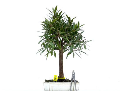 Ficus Nerifolia 3400