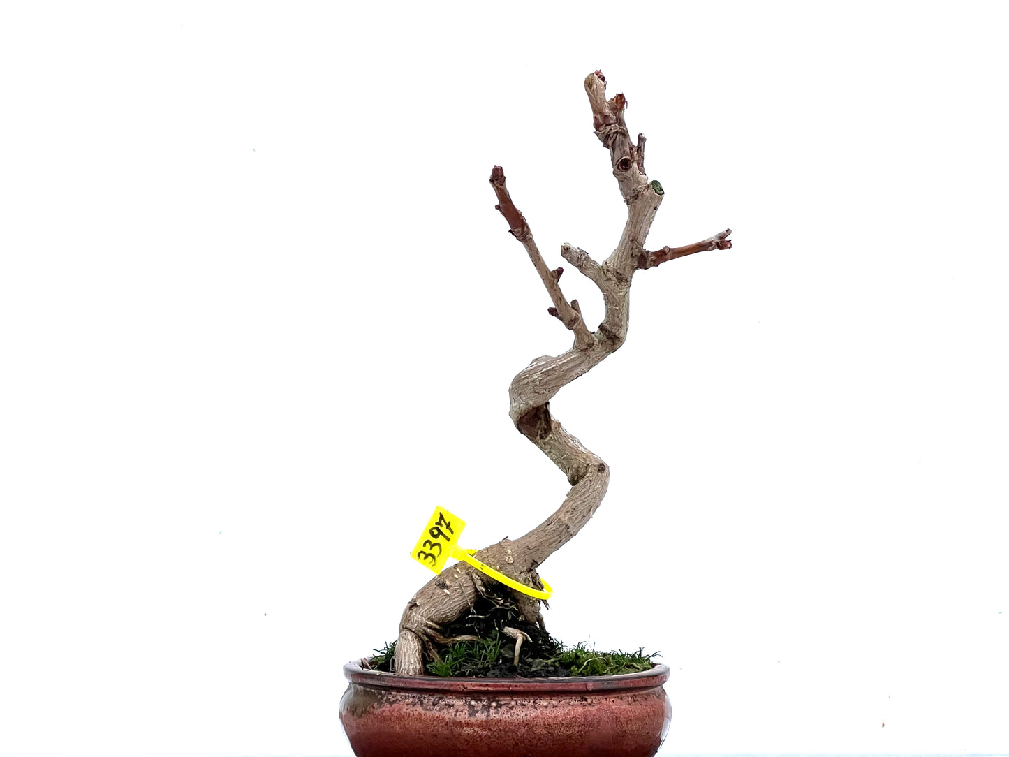 Ginkgo Biloba 3397