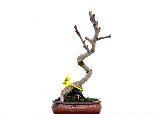 Ginkgo Biloba 3397
