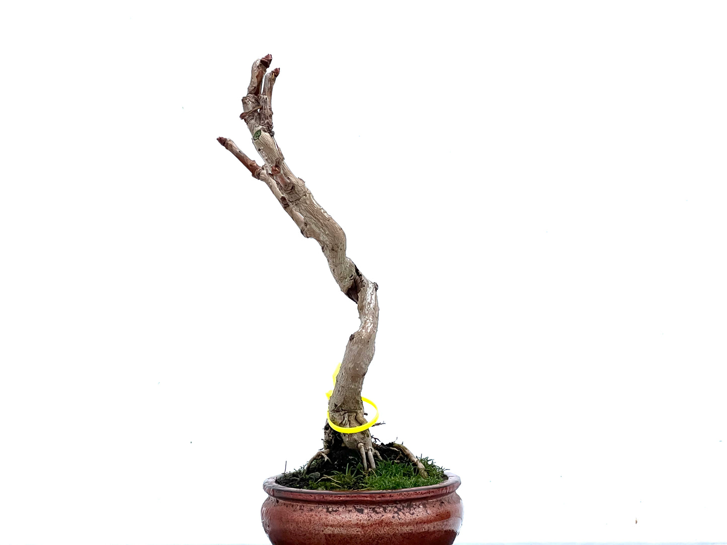 Ginkgo Biloba 3397
