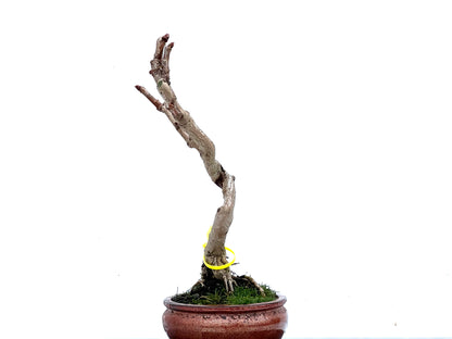 Ginkgo Biloba 3397