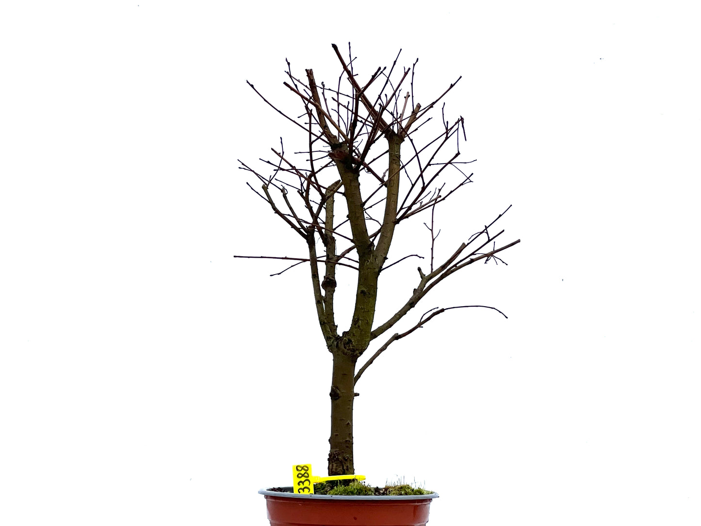 Ulmus Minor 3388