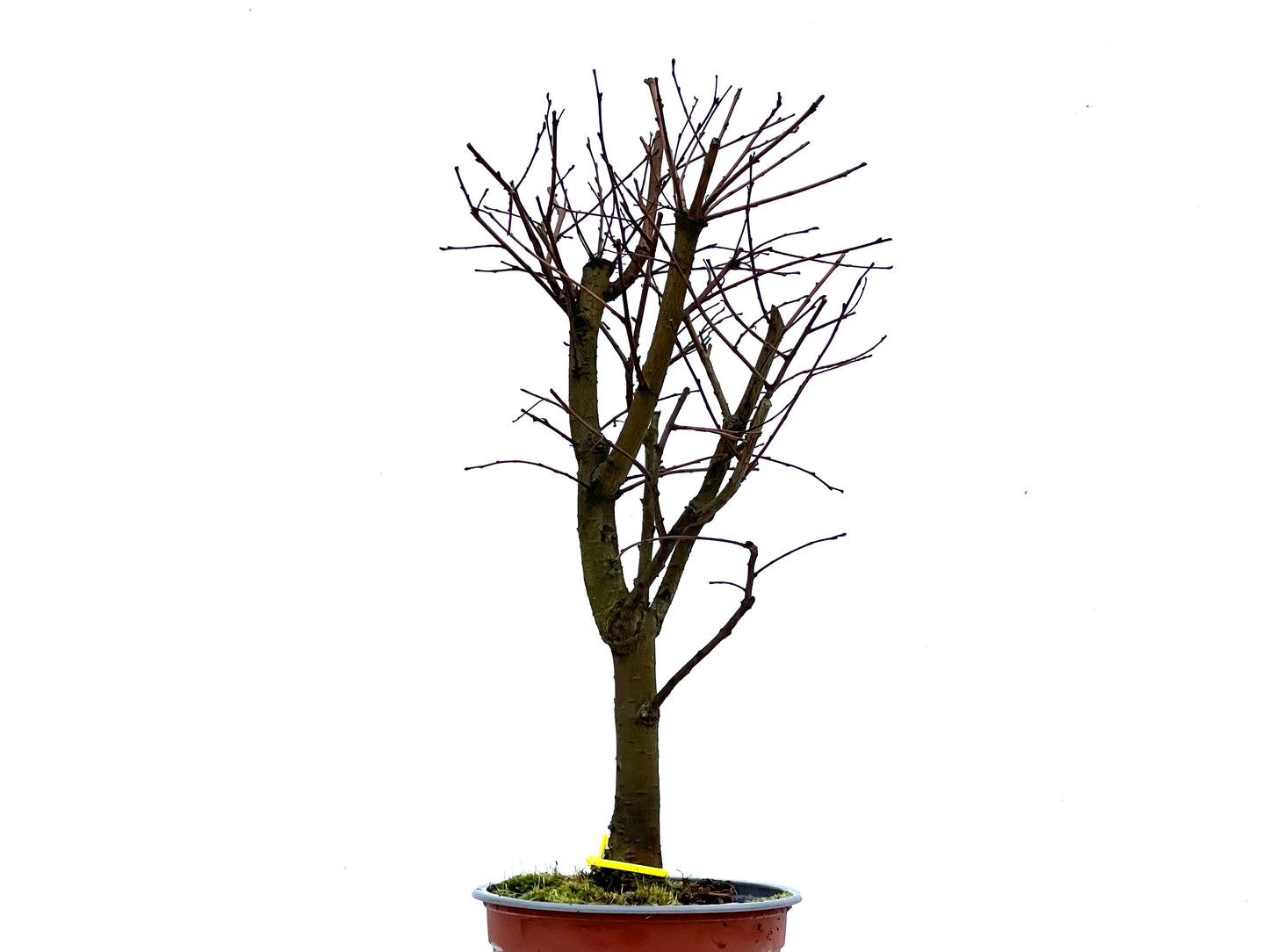 Ulmus Minor 3388