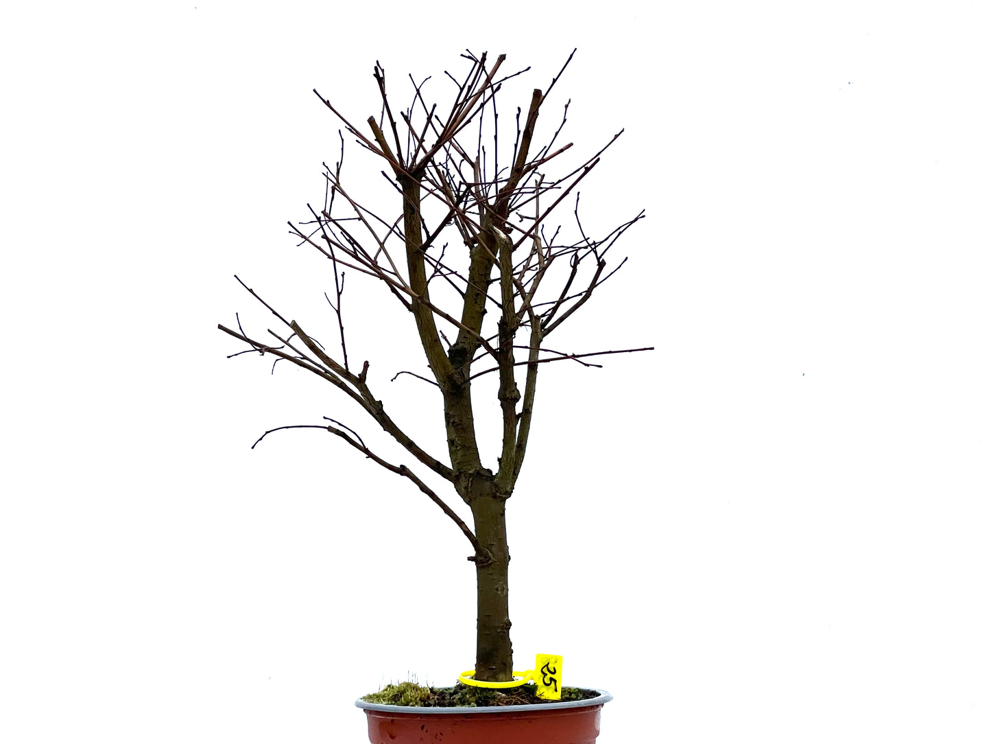 Ulmus Minor 3388