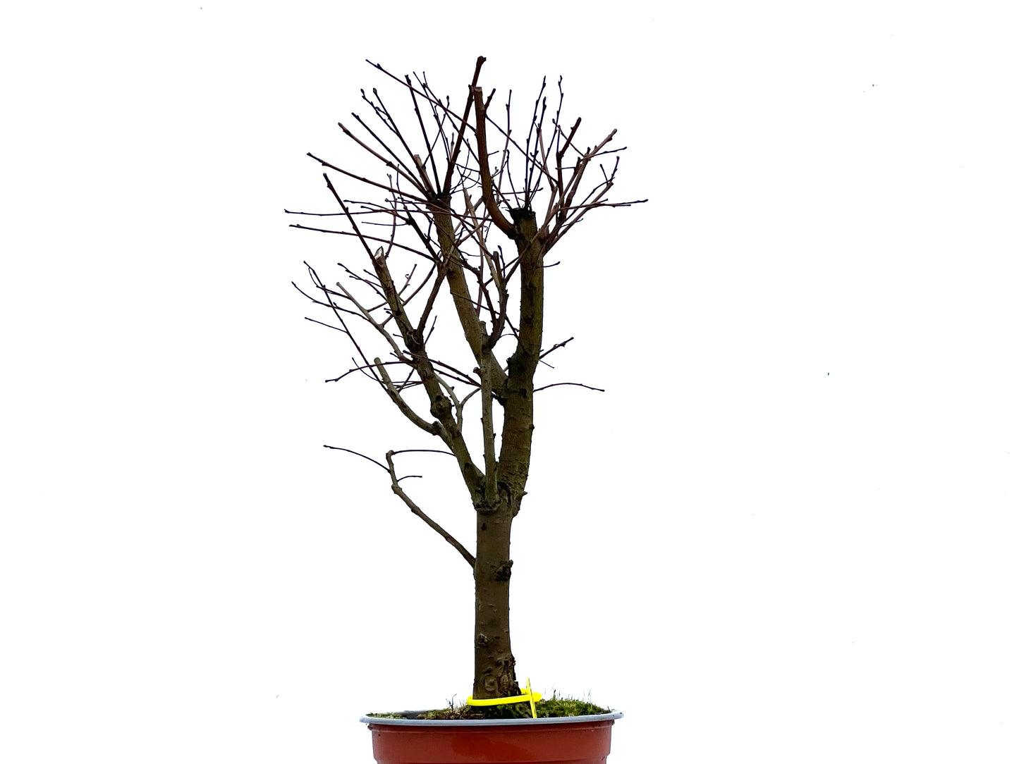 Ulmus Minor 3388