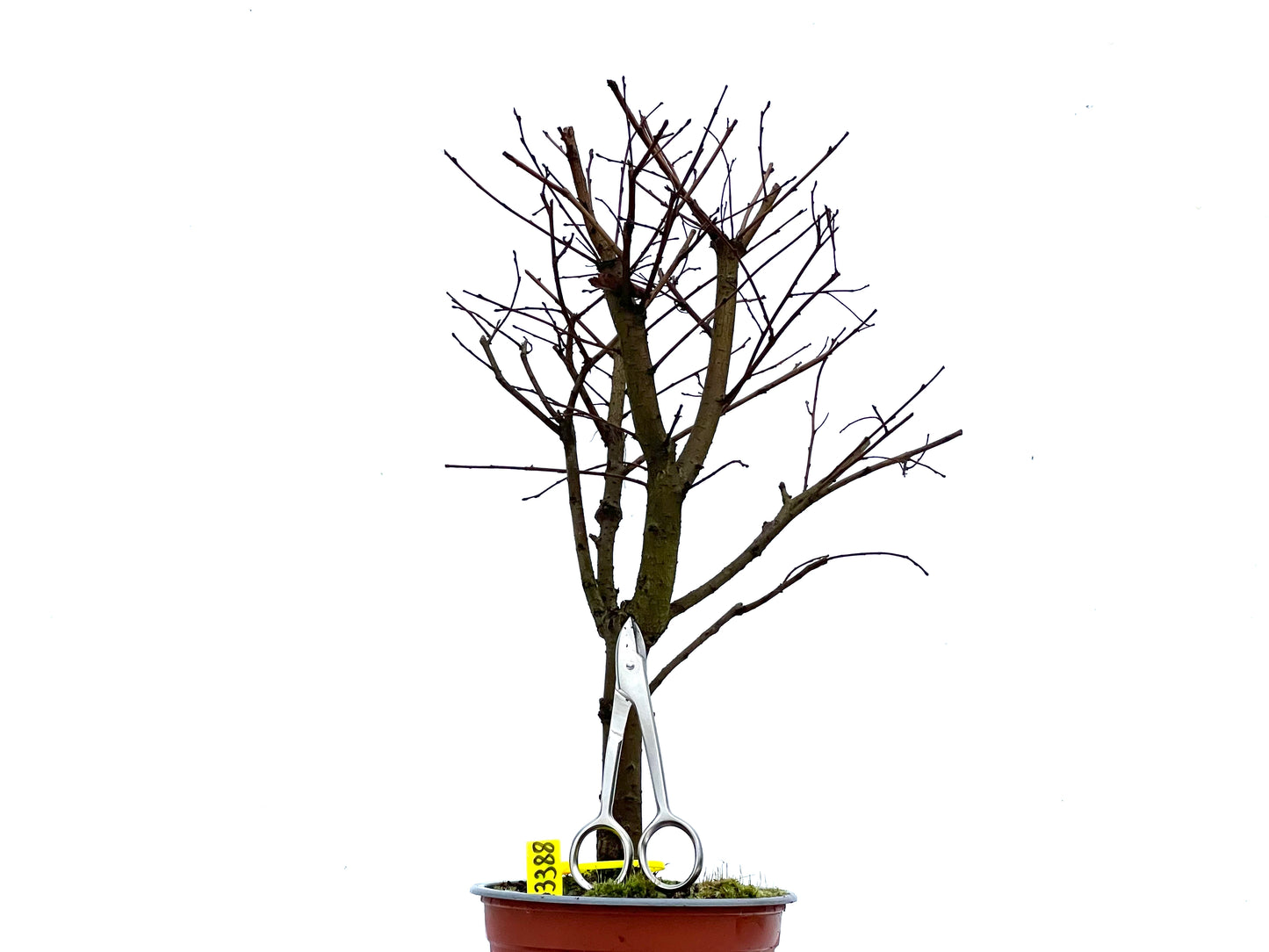 Ulmus Minor 3388