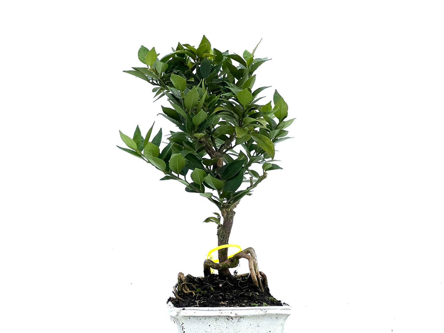 Citrus Myrtifolia 3396