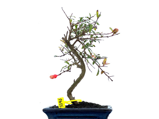 Punica Granatum Nana 3392
