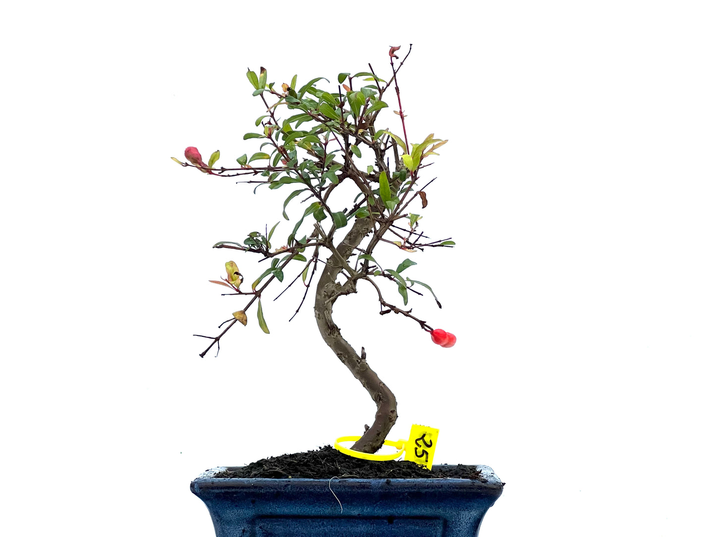 Punica Granatum Nana 3392