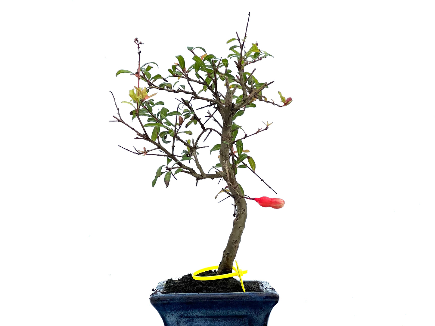 Punica Granatum Nana 3392