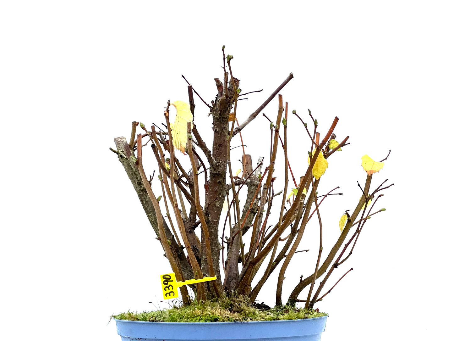 Corylus 3390