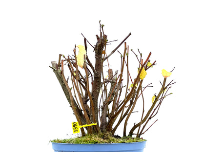 Corylus 3390