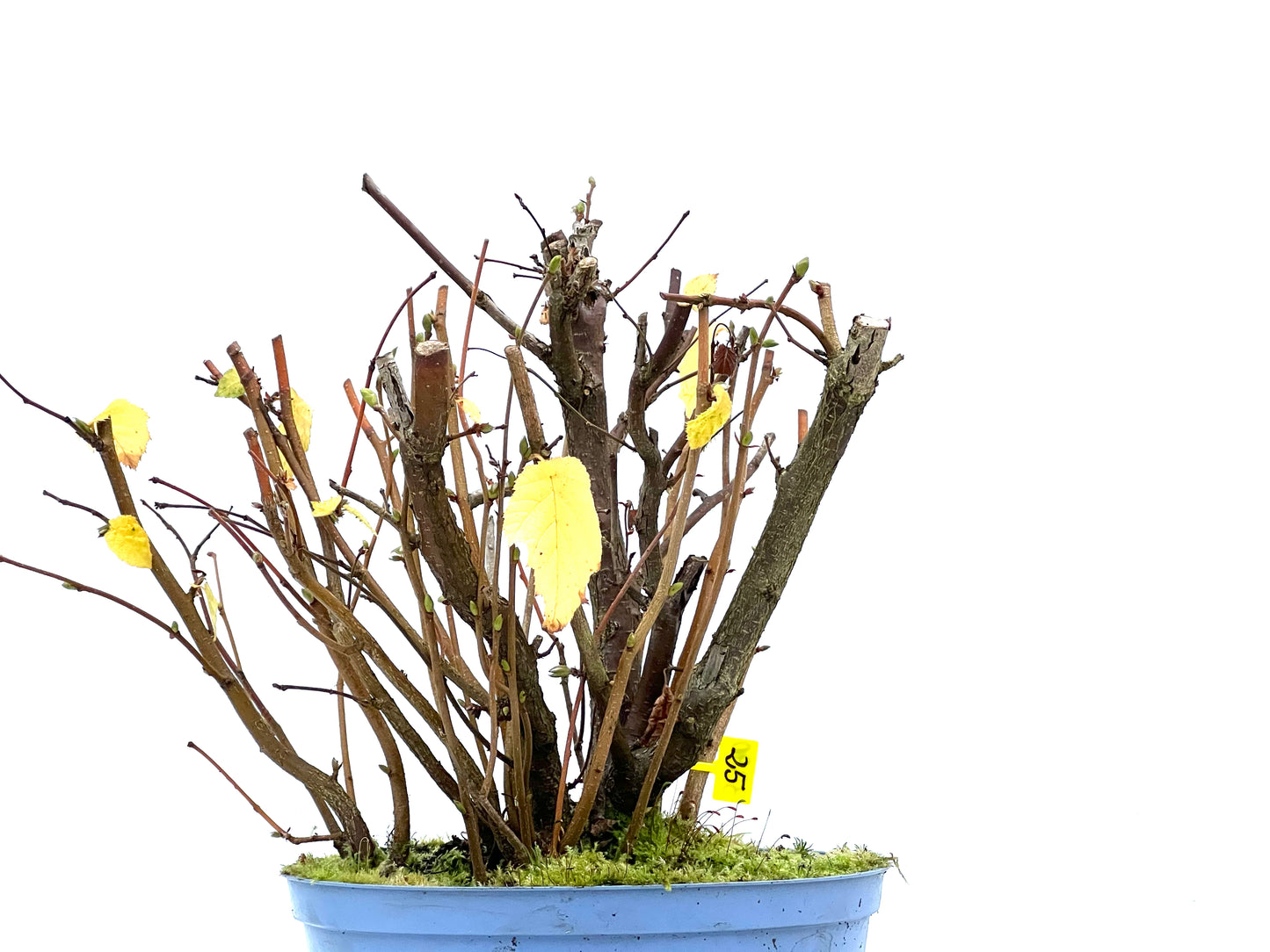 Corylus 3390
