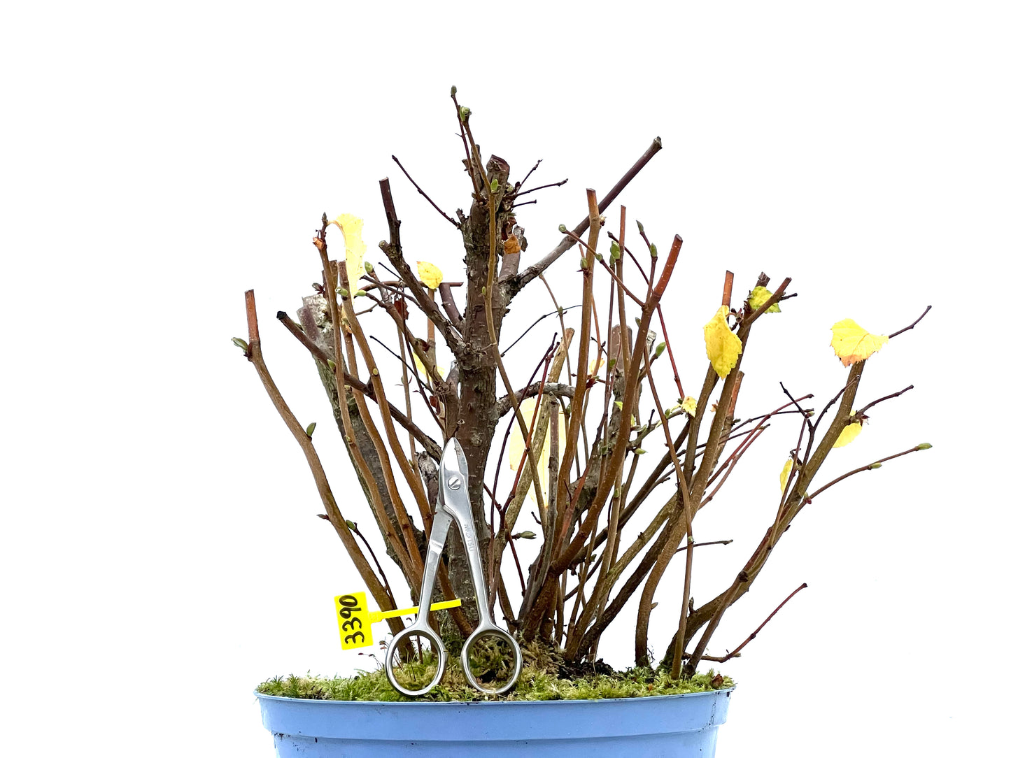 Corylus 3390