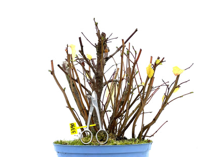 Corylus 3390