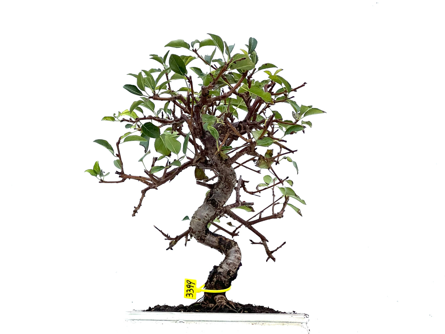 Prunus Mahaleb 3399