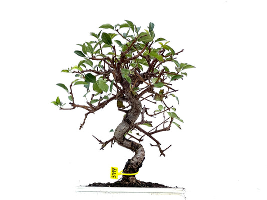 Prunus Mahaleb 3399