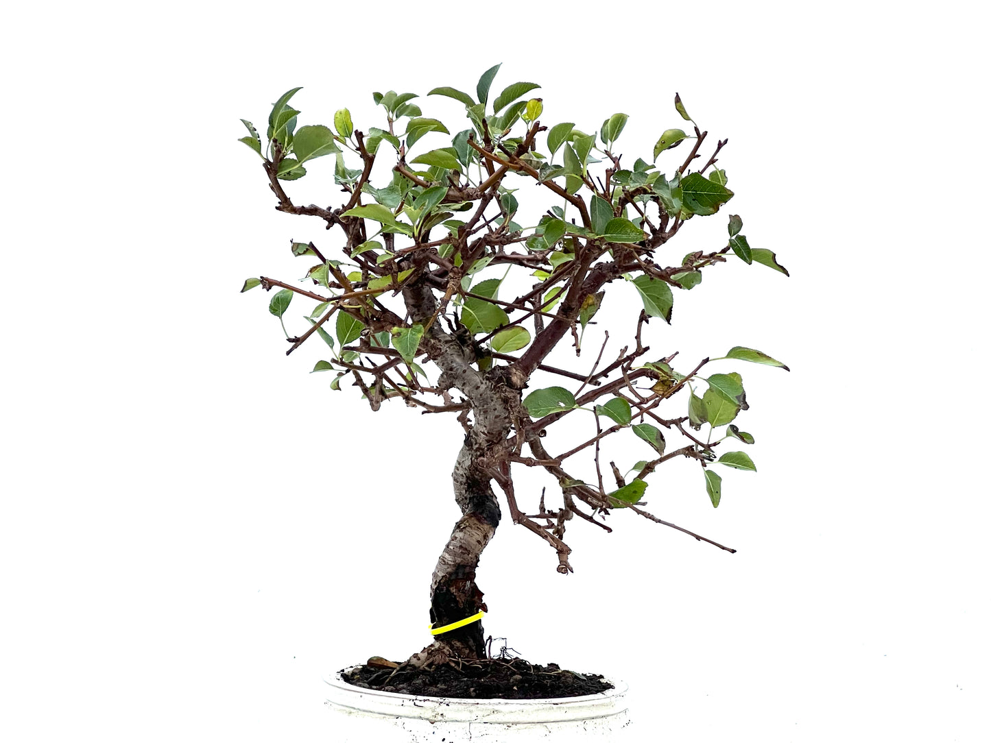 Prunus Mahaleb 3399