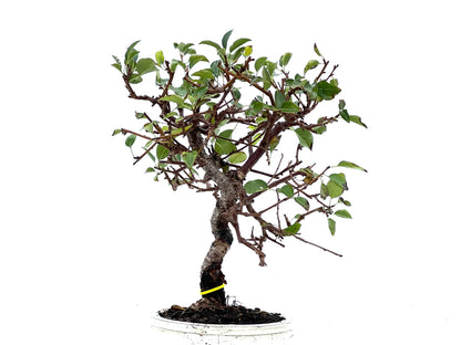 Prunus Mahaleb 3399