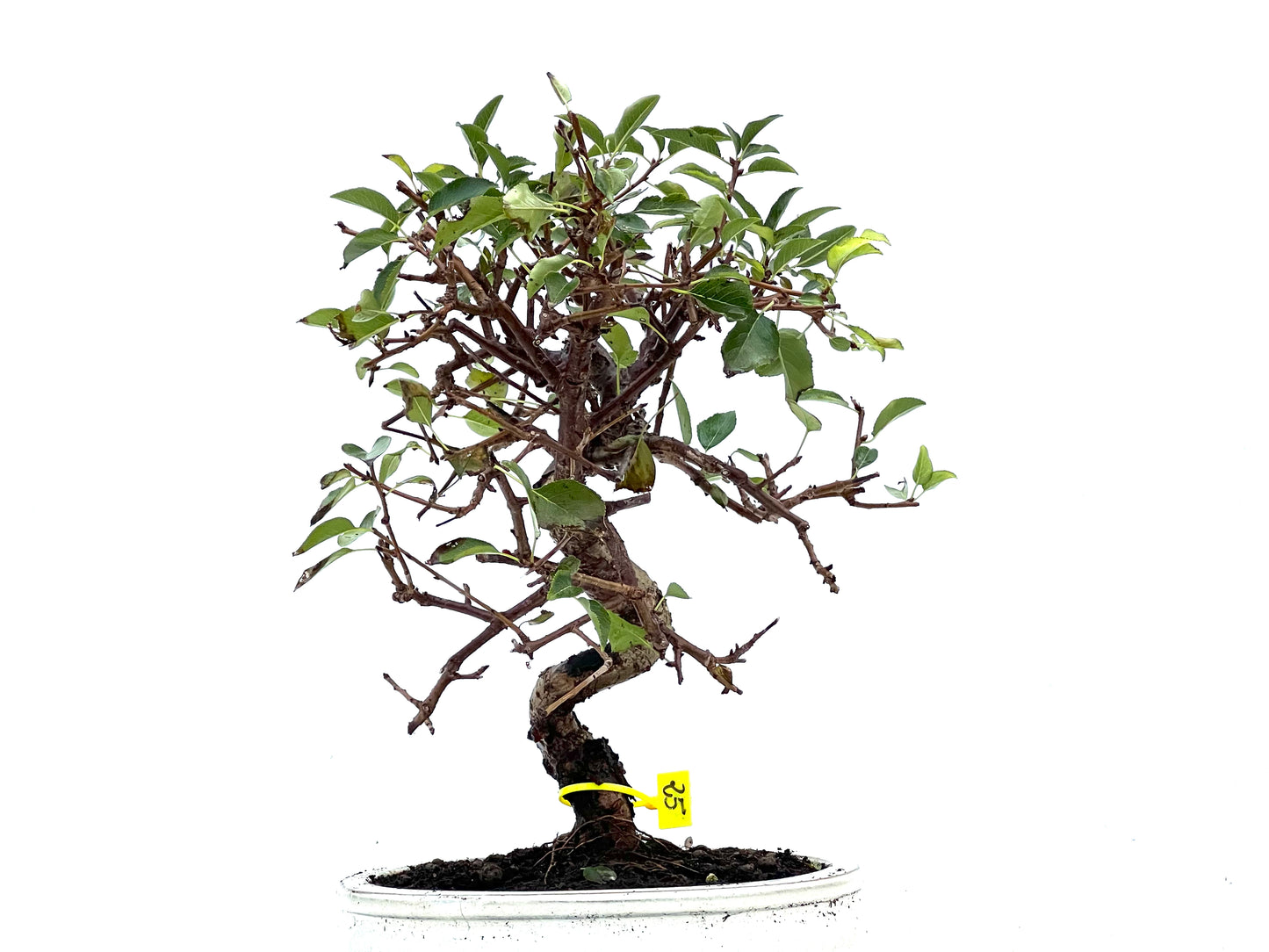 Prunus Mahaleb 3399