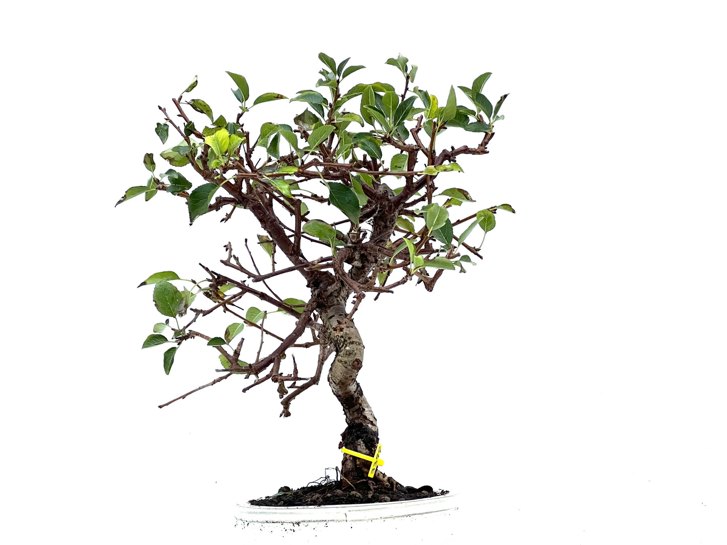 Prunus Mahaleb 3399