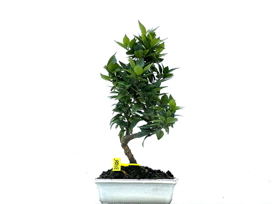 Citrus Myrtifolia 3406