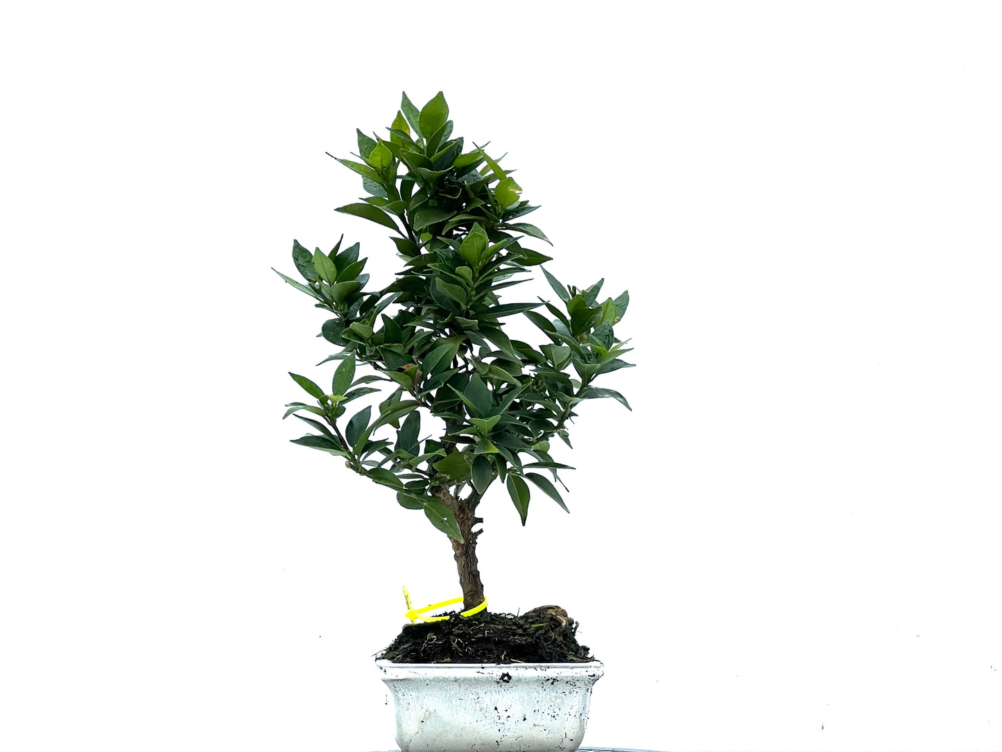 Citrus Myrtifolia 3406