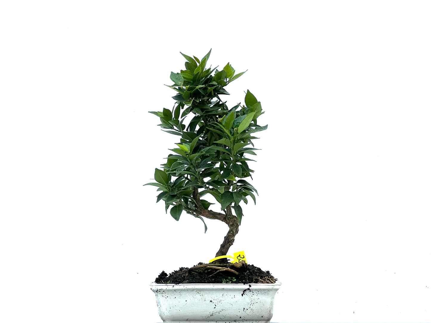 Citrus Myrtifolia 3406