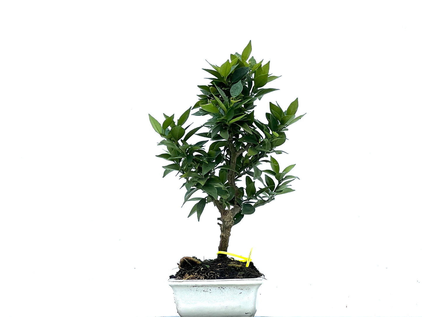 Citrus Myrtifolia 3406