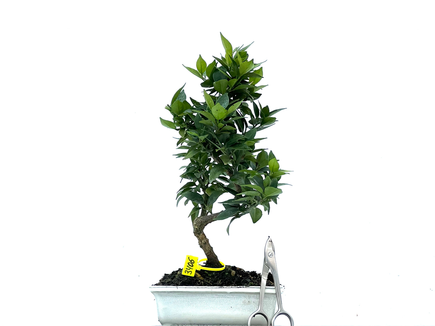 Citrus Myrtifolia 3406