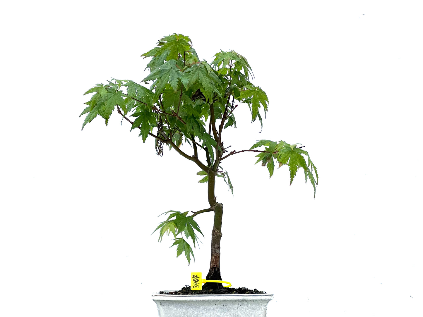 Acer Palmatum 3407