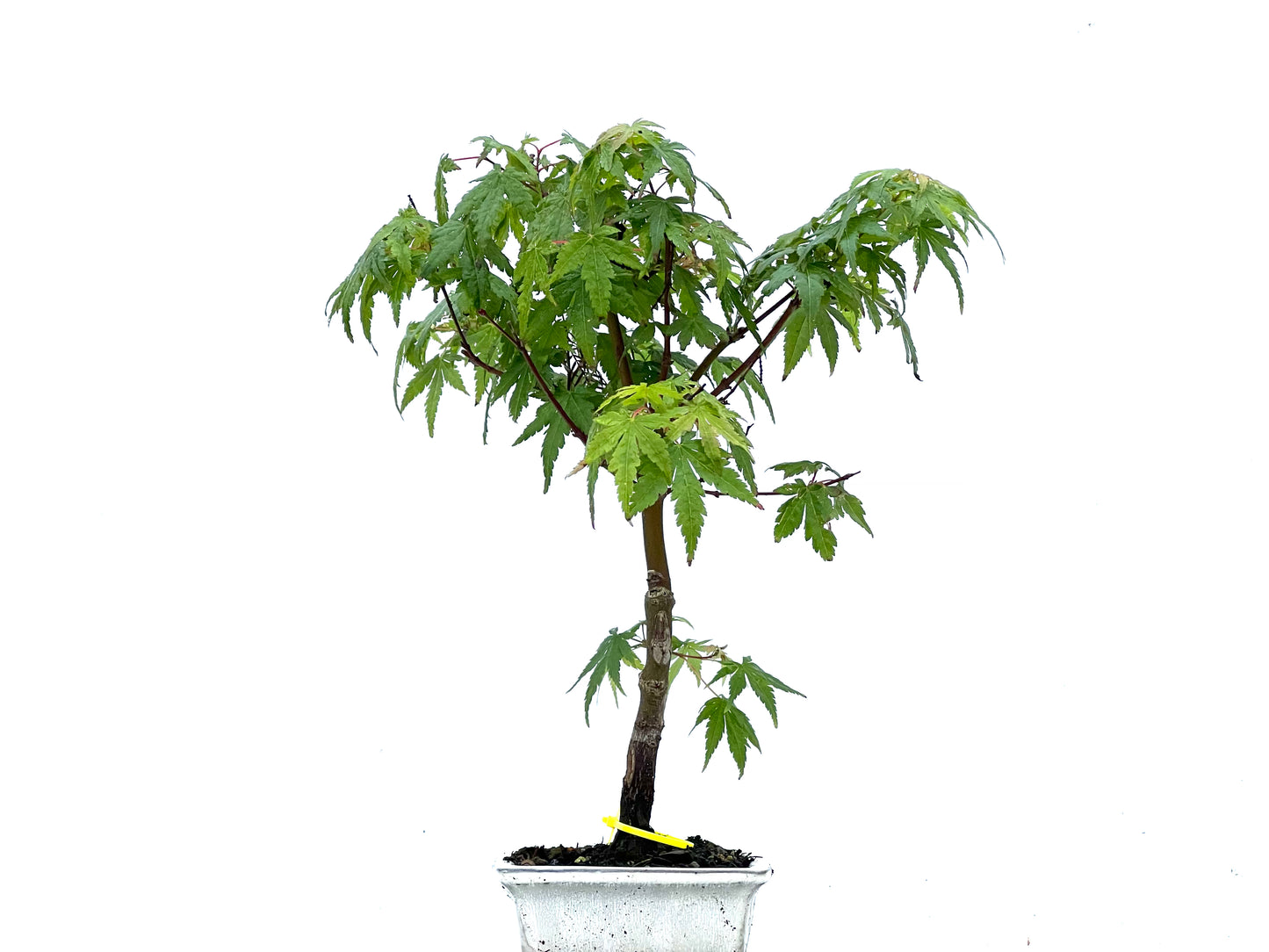 Acer Palmatum 3407