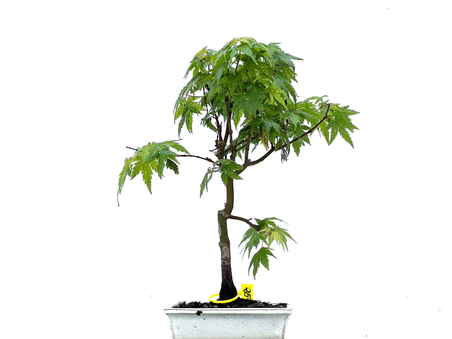 Acer Palmatum 3407