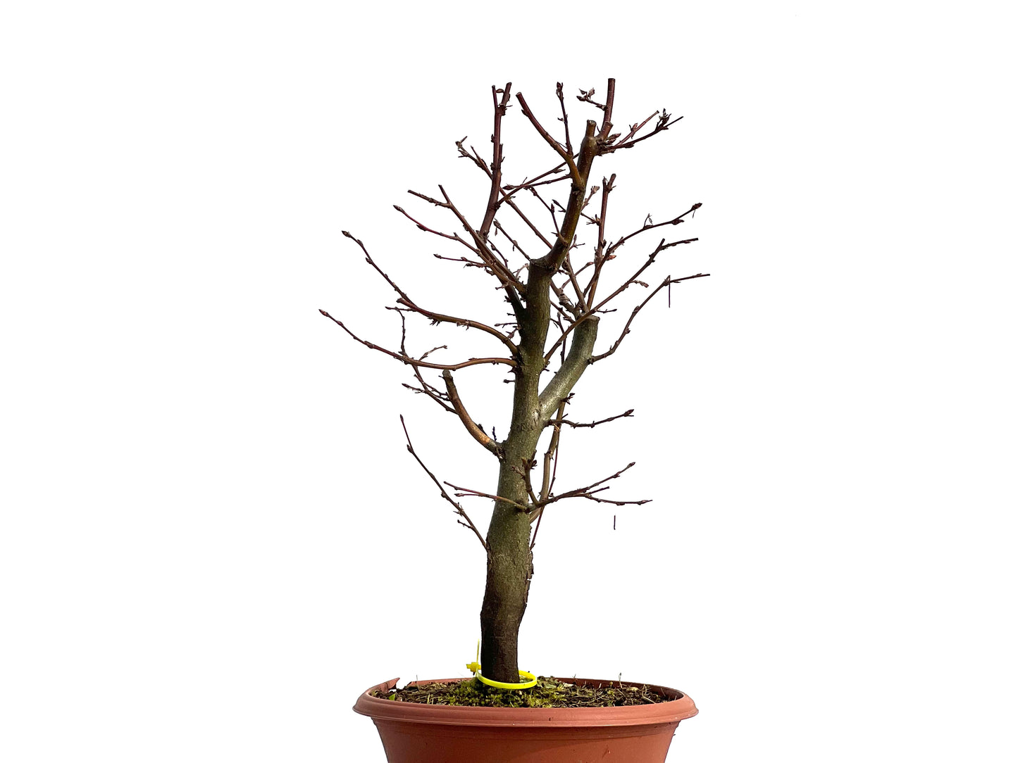 Carpinus Betulus 1242