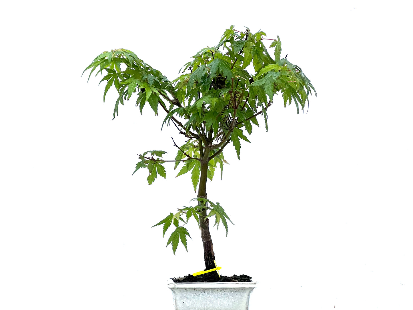 Acer Palmatum 3407