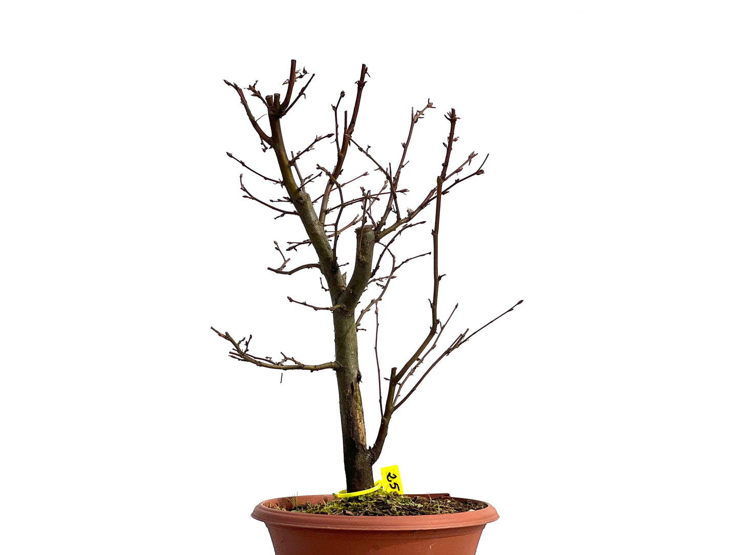 Carpinus Betulus 1242