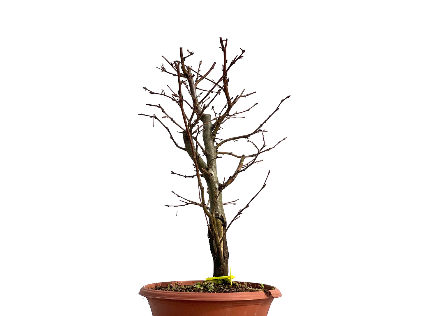 Carpinus Betulus 1242