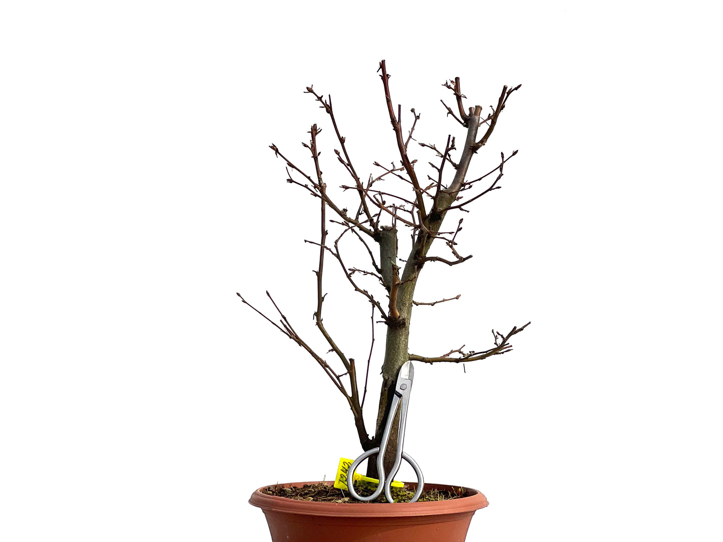 Carpinus Betulus 1242