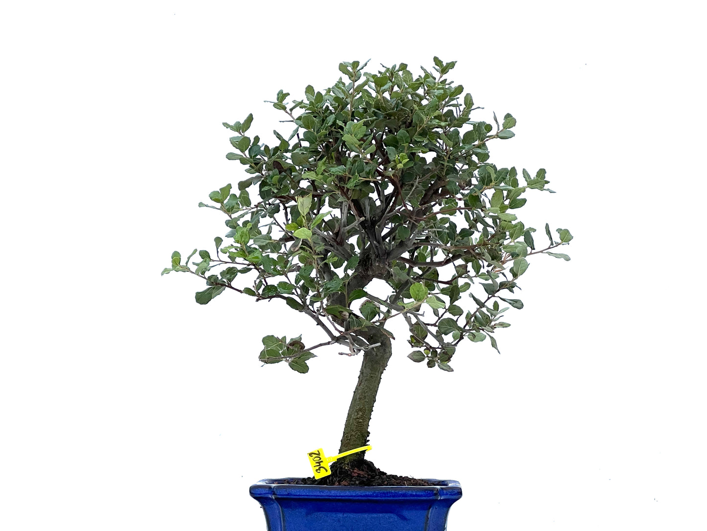 Quercus Suber 3402