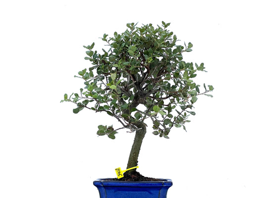 Quercus Suber 3402