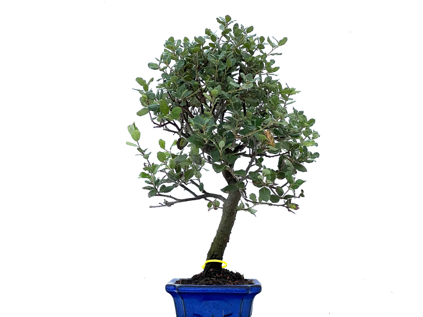 Quercus Suber 3402
