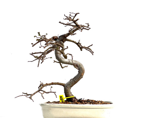 Ulmus Parvifolia 1889