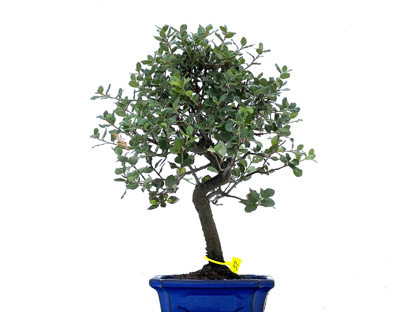 Quercus Suber 3402