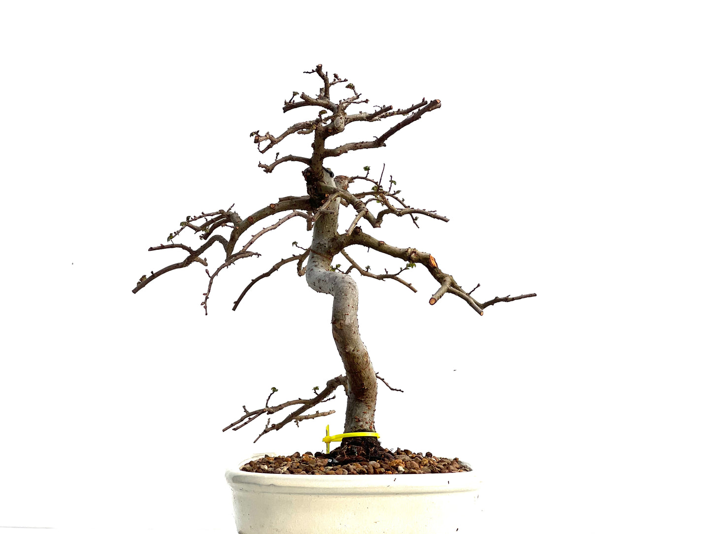 Ulmus Parvifolia 1889