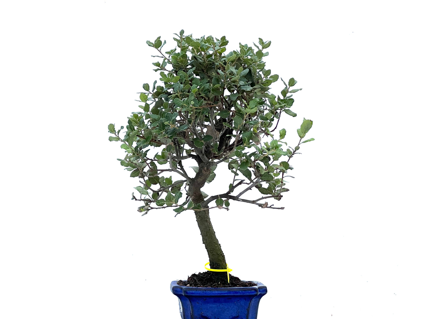 Quercus Suber 3402