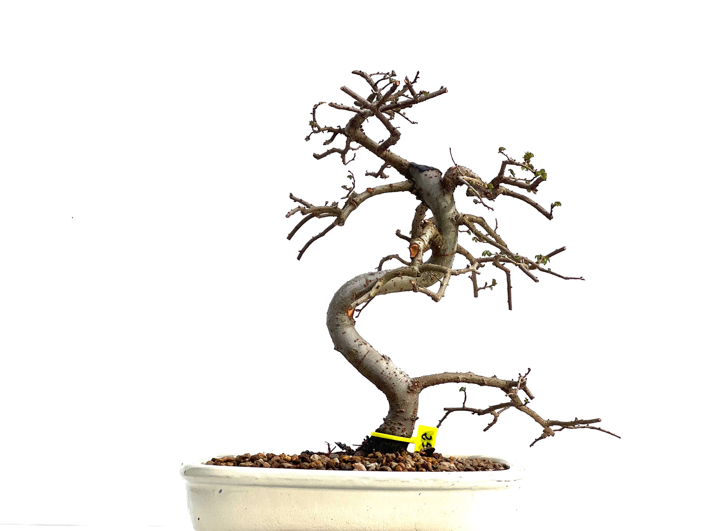 Ulmus Parvifolia 1889