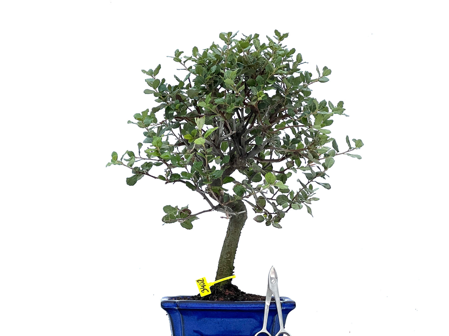 Quercus Suber 3402