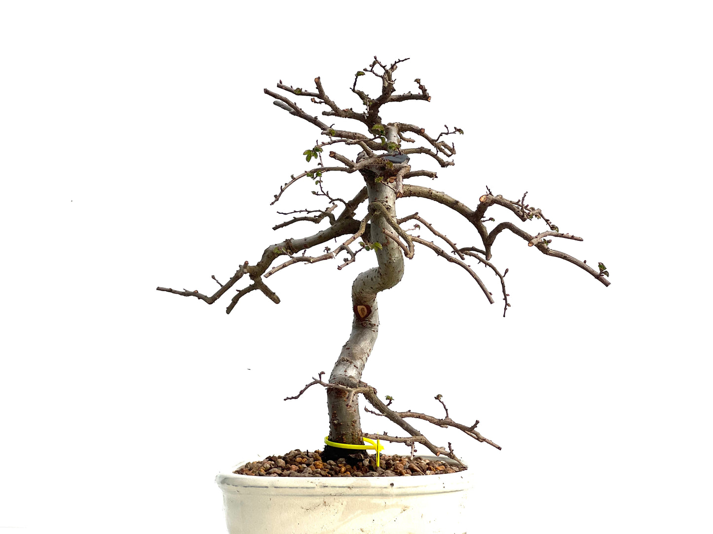 Ulmus Parvifolia 1889