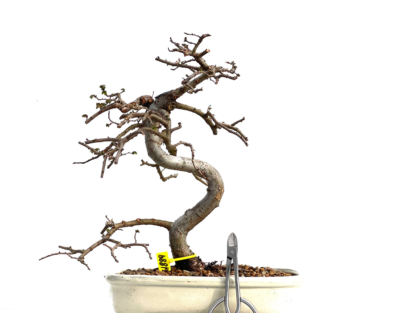 Ulmus Parvifolia 1889