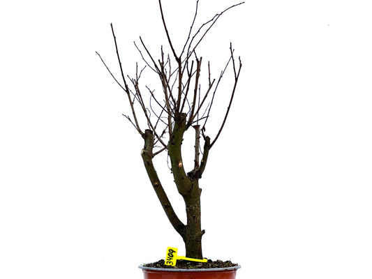 Ulmus Minor 3409